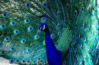 Peacock showing off