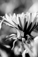 Dandelion detail