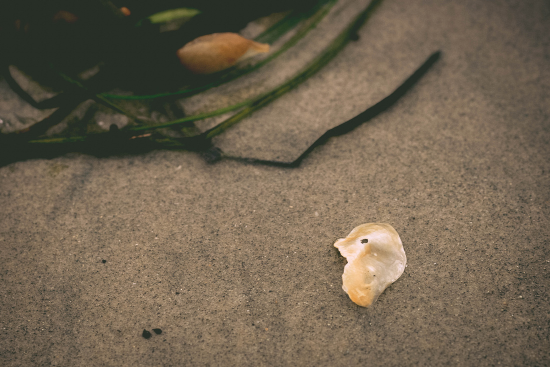 Shell in sand detail