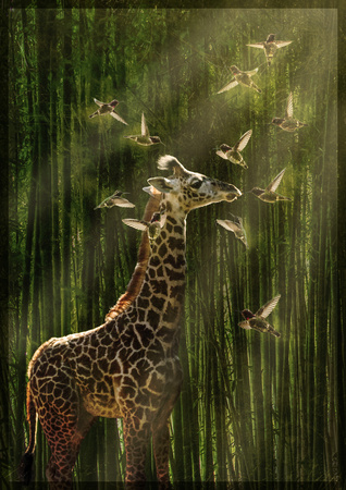 Baby Giraffe with Hummingbirds