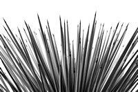 Abstract Joshua tree